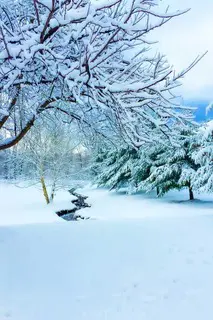 trees in the winter