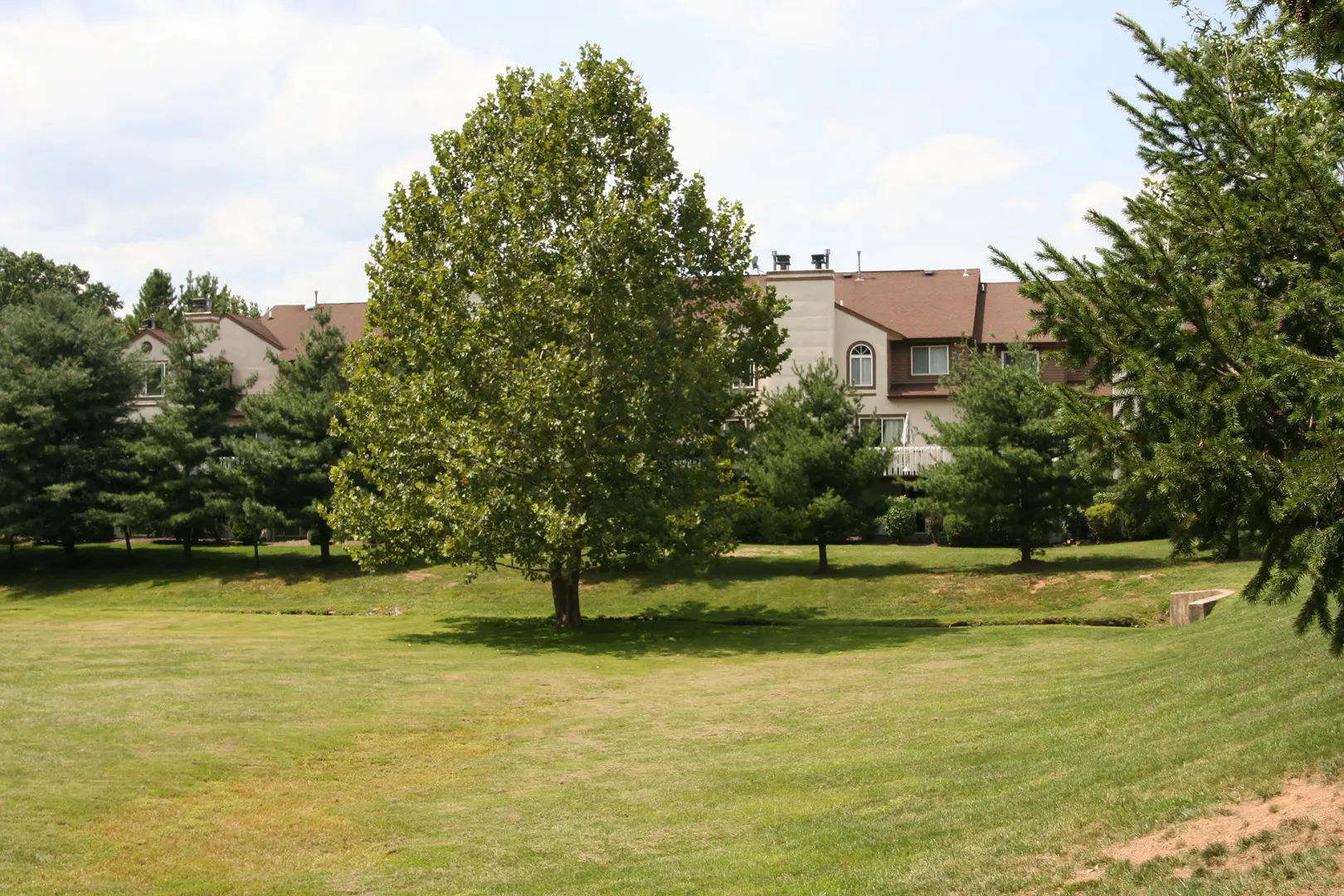 Tree standing on a grassy field with a row of townhouses in the background.