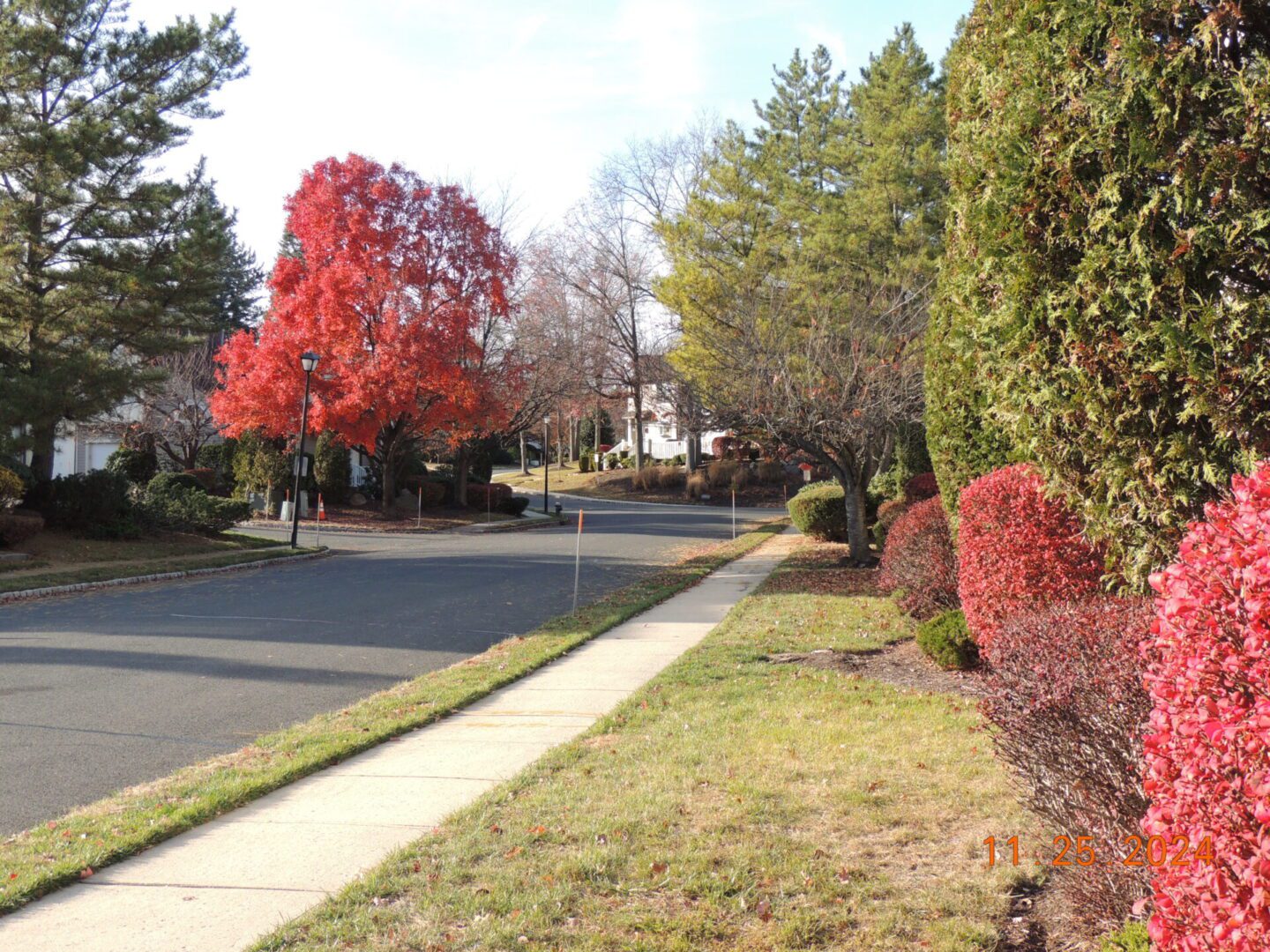 Suburban street with sidewalks, lined by green and red bushes, and trees with autumn foliage. Clear sky and houses in the background.