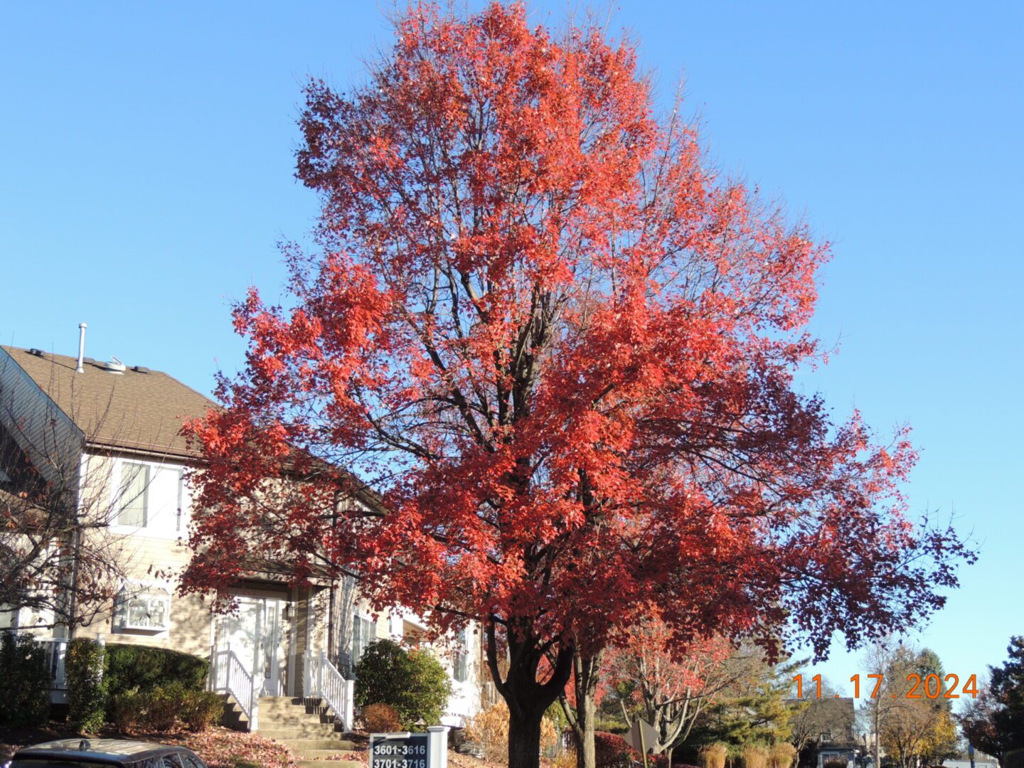A large tree with vibrant red autumn leaves stands in front of a house under a clear blue sky. The photo is dated November 17, 2024.