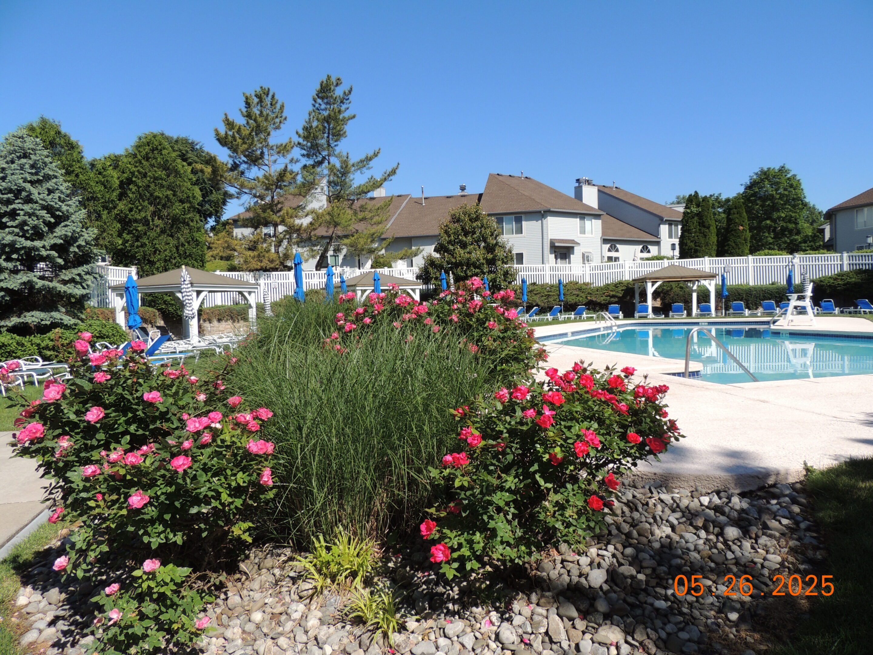 Roses and tall grass border a pool area with lounge chairs and umbrellas, surrounded by a white fence and suburban houses under a clear blue sky.