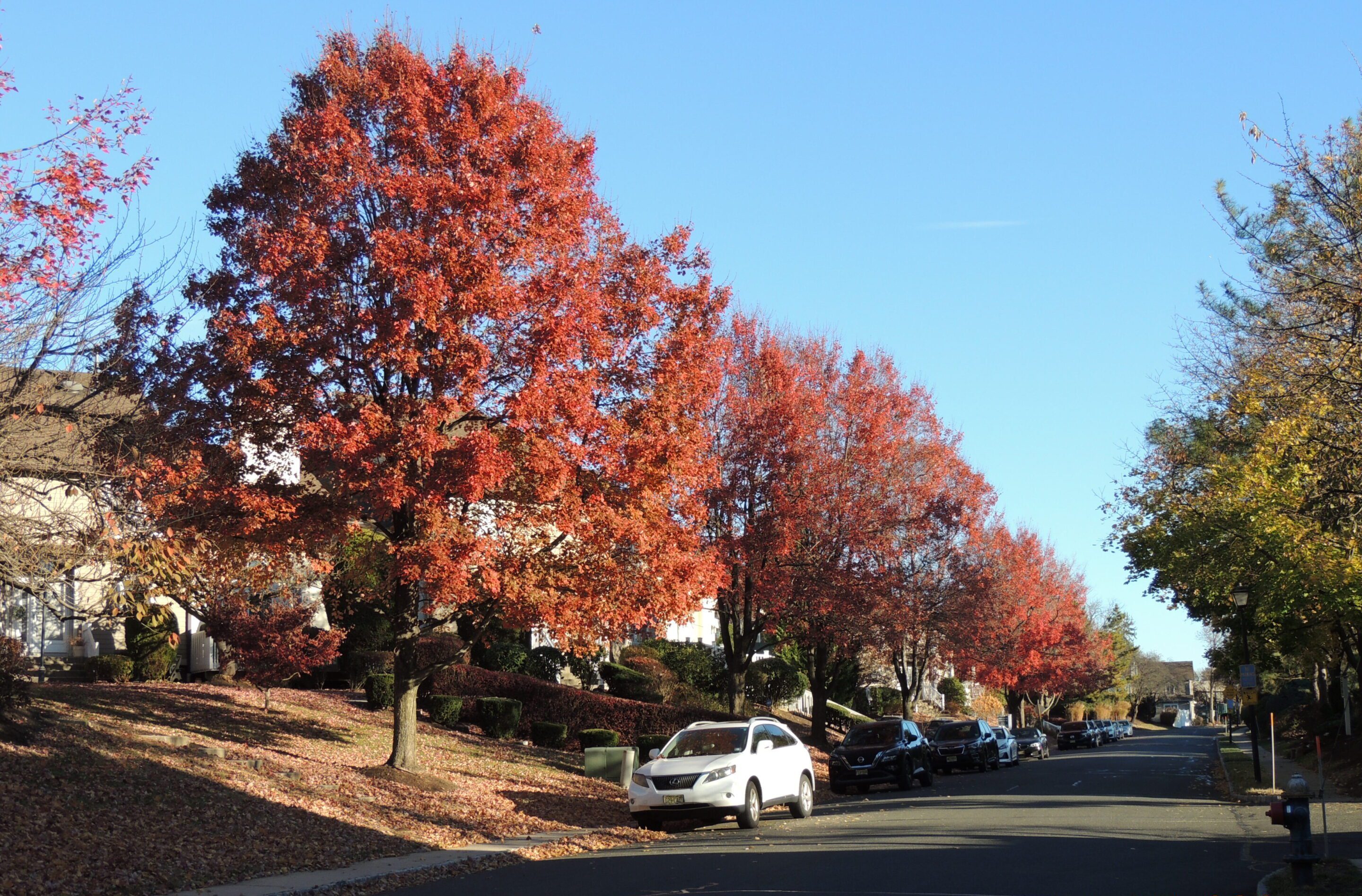 jf1 A suburban street lined with trees showing bright red autumn foliage, cars parked along the curb, and clear blue sky above. The date 11.17.2024 appears in the bottom right corner.